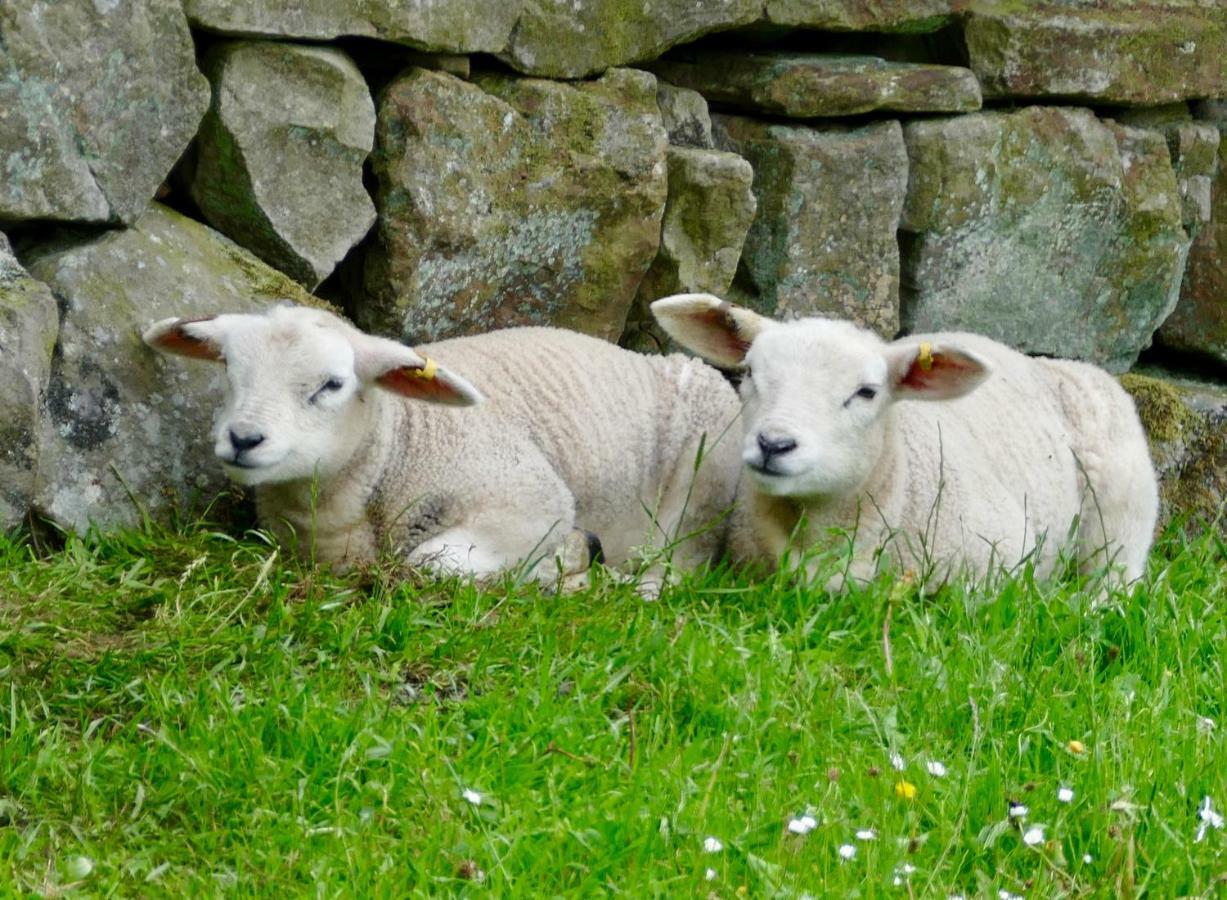 Heathergate Cottage Dartmoor Bnb Lydford Esterno foto