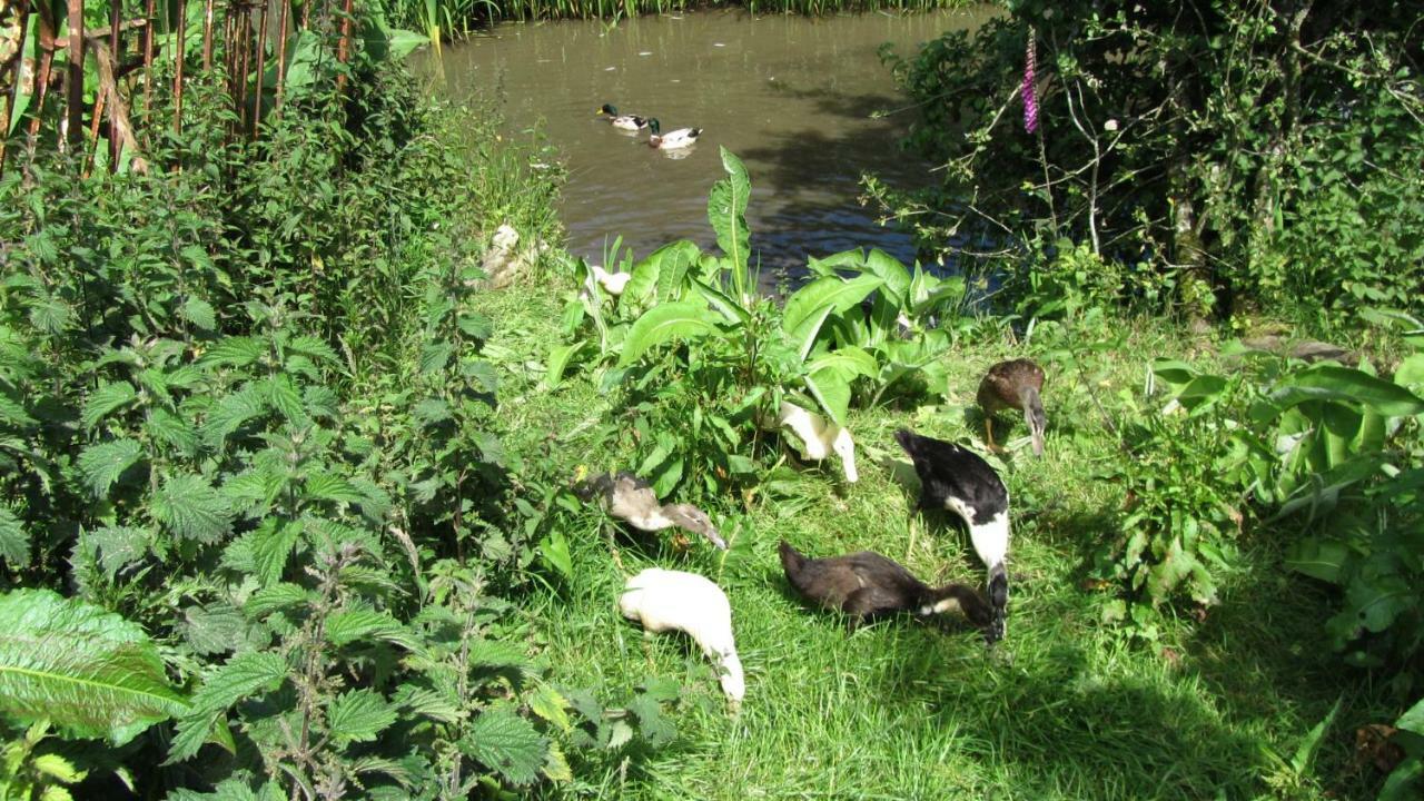 Heathergate Cottage Dartmoor Bnb Lydford Esterno foto